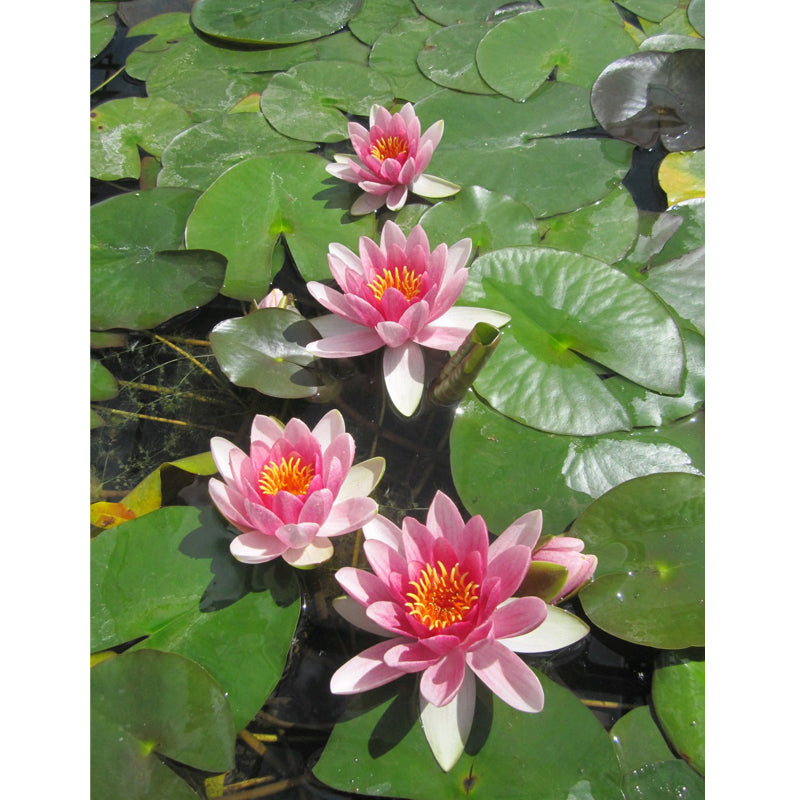 Anglo Aquatics Anglo Aquatics Nymphaea Attraction 10 Litre