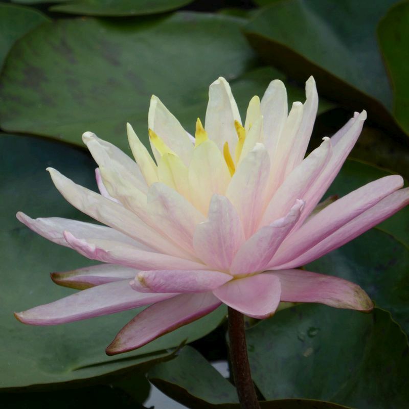 Anglo Aquatics Nymphaea Barbara Dobbins 3 Litre