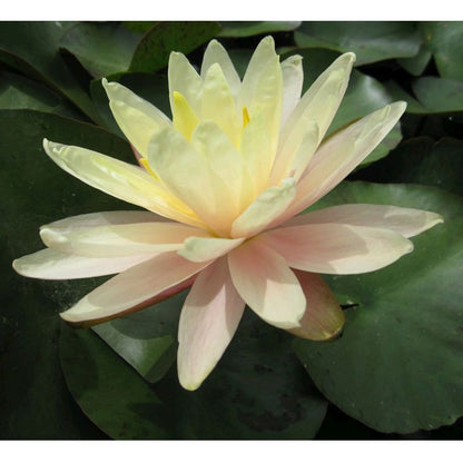 Anglo Aquatics Nymphaea Barbara Dobbins 10 Litre