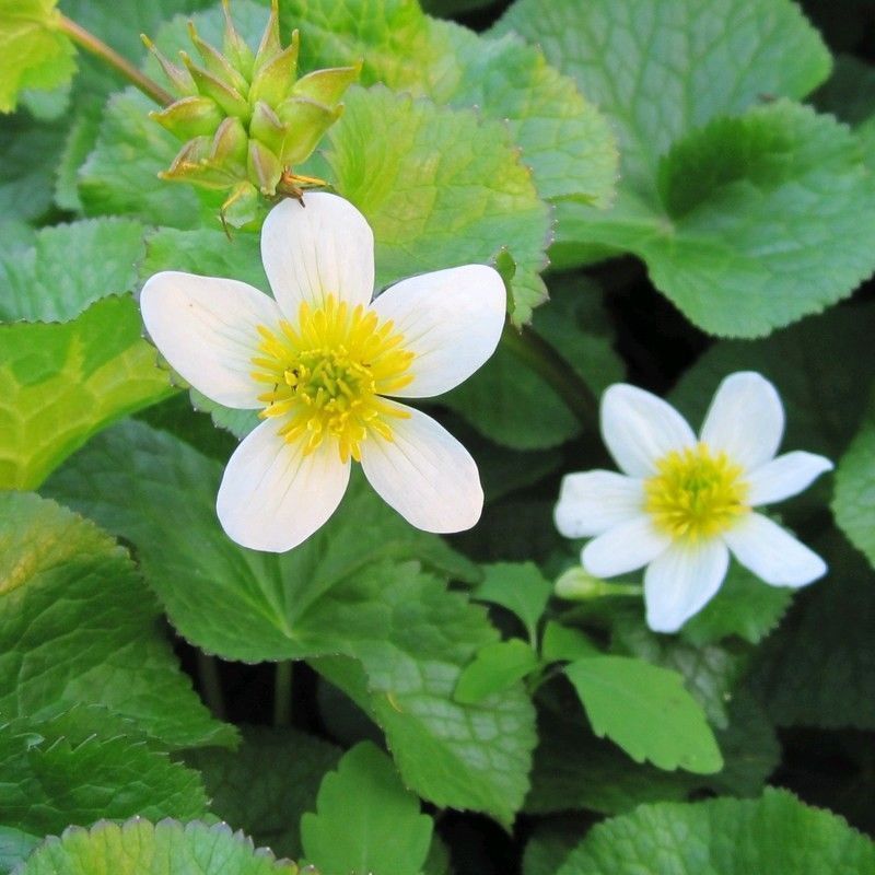 Anglo Aquatics Anglo Aquatics Caltha Palustris Alba 9cm