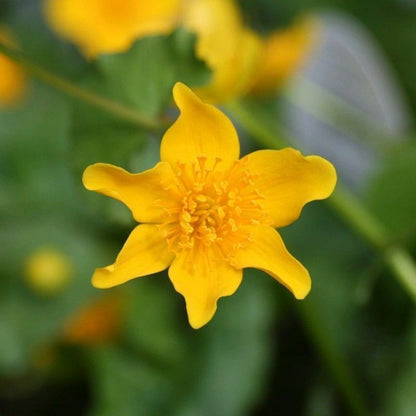 Anglo Aquatics Anglo Aquatics Caltha Palustris 9cm