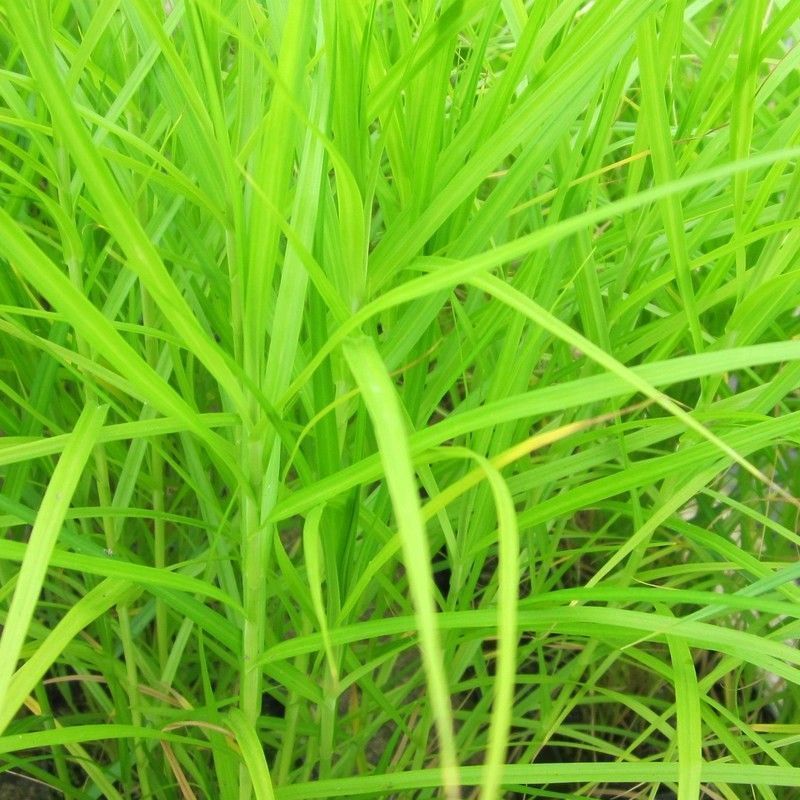 Anglo Aquatics Anglo Aquatics Carex Muskingumensis 9cm