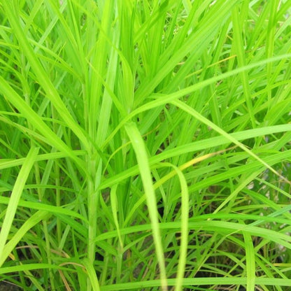 Anglo Aquatics Anglo Aquatics Carex Muskingumensis 5 Litre