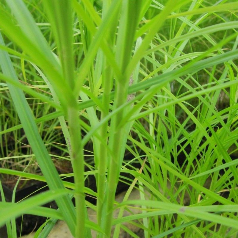 Anglo Aquatics Anglo Aquatics Carex Muskingumensis 5 Litre