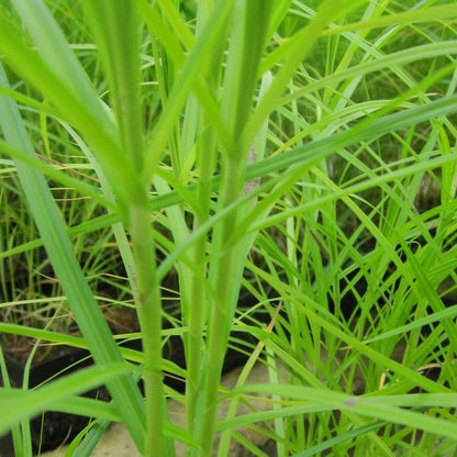 Anglo Aquatics Anglo Aquatics Carex Muskingumensis 9cm 3 Pack