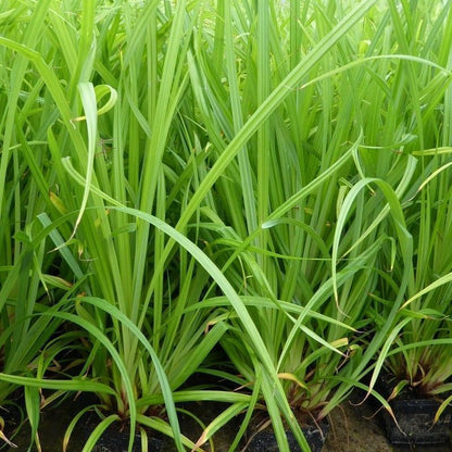 Anglo Aquatics Anglo Aquatics Carex Pendula 9cm