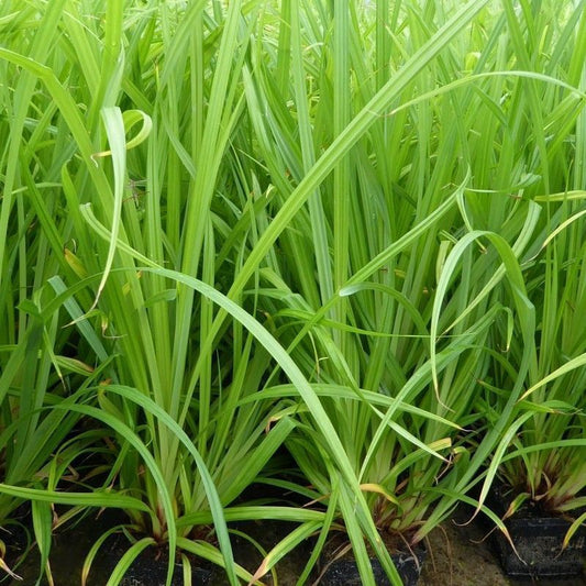 Anglo Aquatics Anglo Aquatics Carex Pendula 1 Litre