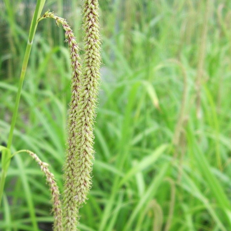 Anglo Aquatics Anglo Aquatics Carex Pendula 9cm