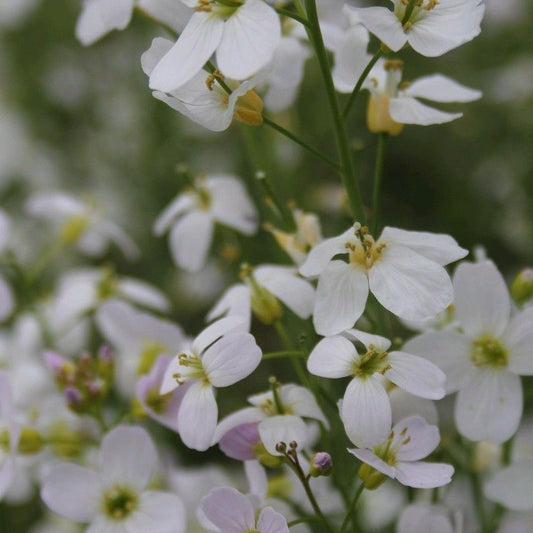 Anglo Aquatics Anglo Aquatics Cardamine Pratensis 9cm 3 Pack