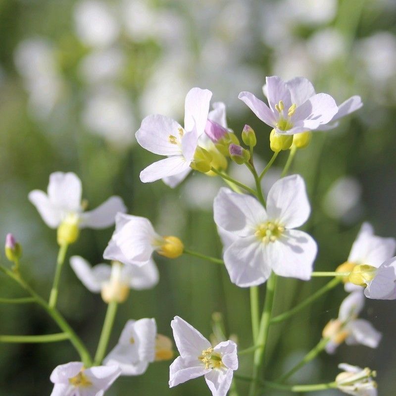 Anglo Aquatics Anglo Aquatics Cardamine Pratensis 9cm 3 Pack