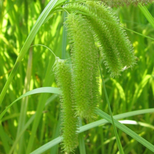 Anglo Aquatics Anglo Aquatics Carex Pseudocyperus 1 Litre