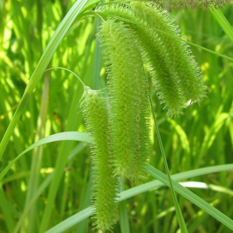 Anglo Aquatics Anglo Aquatics Carex Pseudocyperus 9cm 3 Pack