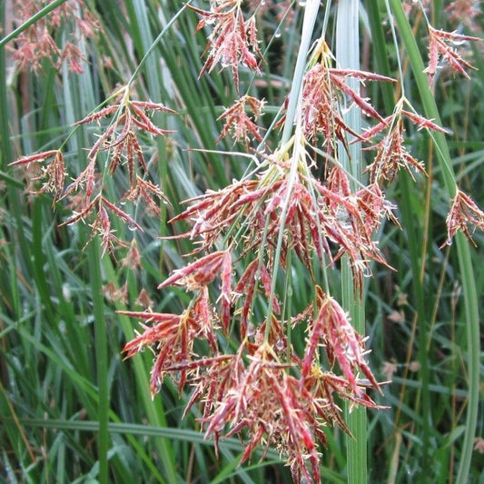 Anglo Aquatics Anglo Aquatics Cyperus Longus 3 Litre