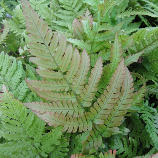 Anglo Aquatics Anglo Aquatics Dryopteris Erythrosora 9cm 3 Pack