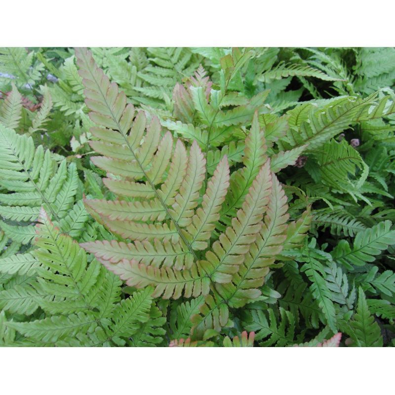 Anglo Aquatics Anglo Aquatics Dryopteris Erythrosora 9cm 3 Pack