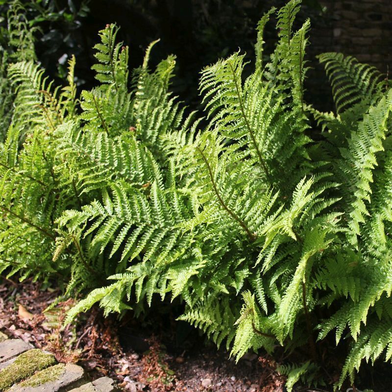 Anglo Aquatics Anglo Aquatics Dryopteris Filix-Mas 9cm 3 Pack