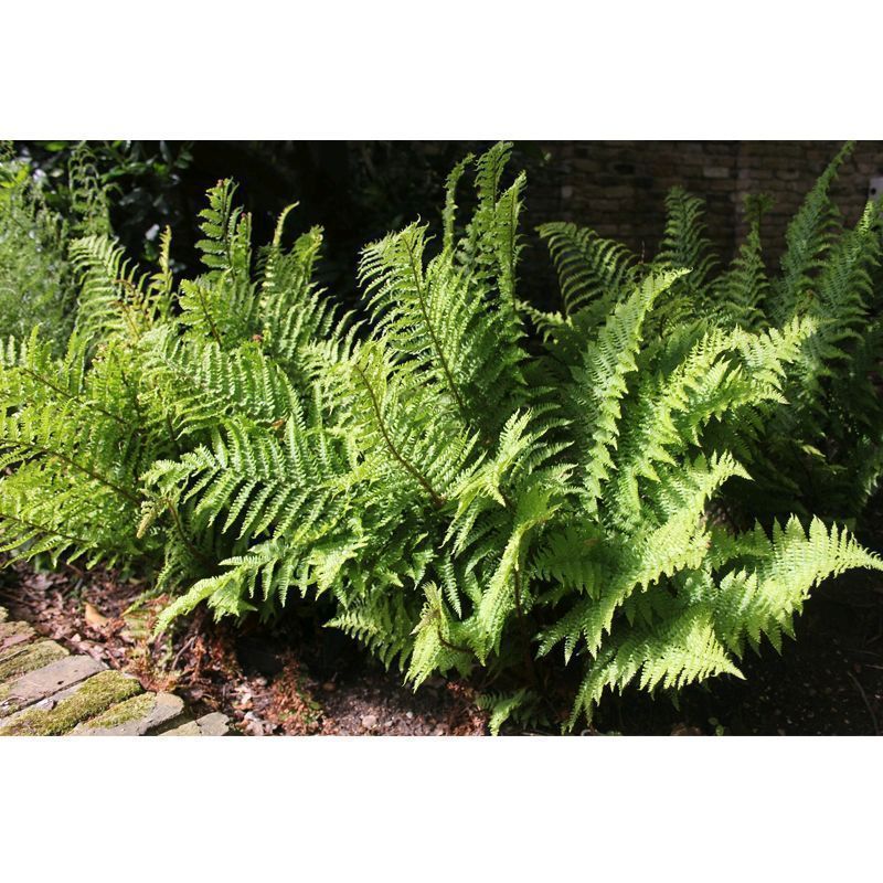 Anglo Aquatics Anglo Aquatics Dryopteris Filix-Mas 9cm 3 Pack