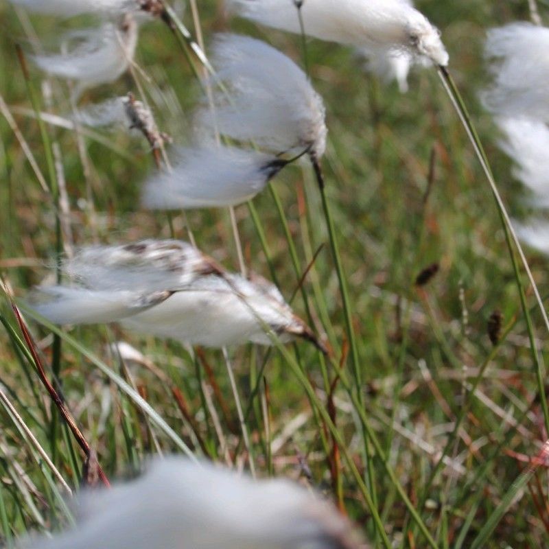 Anglo Aquatics Anglo Aquatics Eriophorum Angustifolium 9cm 3 Pack