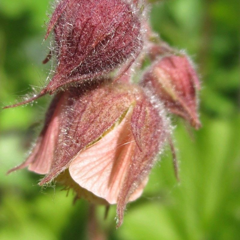 Anglo Aquatics Anglo Aquatics Geum Rivale 9cm