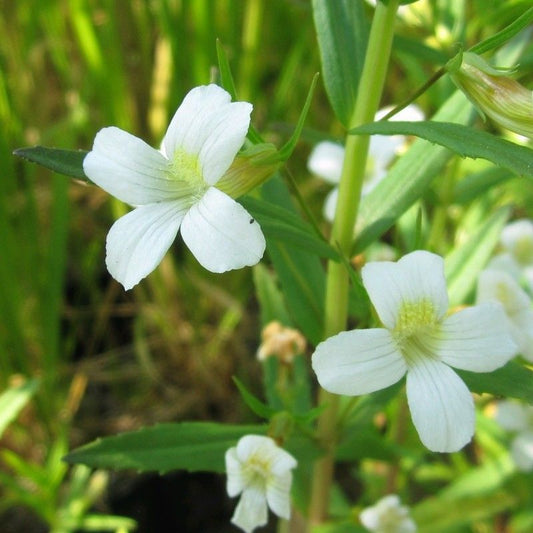 Anglo Aquatics Anglo Aquatics Gratiola Officinalis 3 Litre