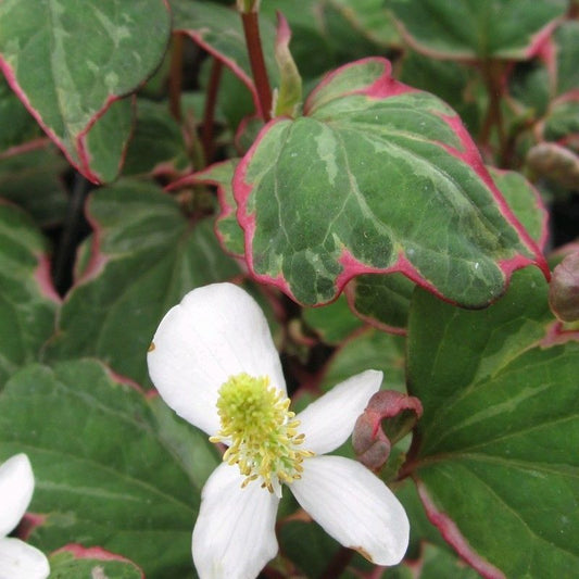 Anglo Aquatics Anglo Aquatics Houttuynia Cordata 'Boo Boo' 1 Litre 3 Pack