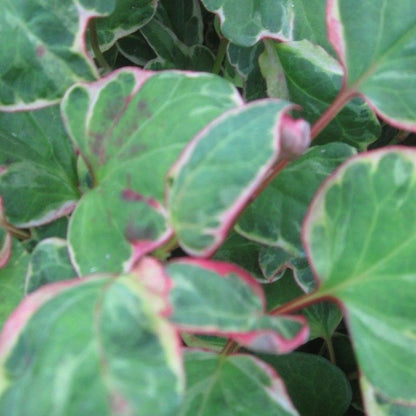 Anglo Aquatics Anglo Aquatics Houttuynia Cordata 'Boo Boo' 3 Litre