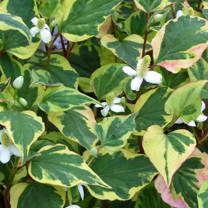 Anglo Aquatics Anglo Aquatics Houttuynia Cordata 'Chameleon' 9cm