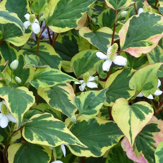 Anglo Aquatics Anglo Aquatics Houttuynia Cordata 'Chameleon' 3 Litre