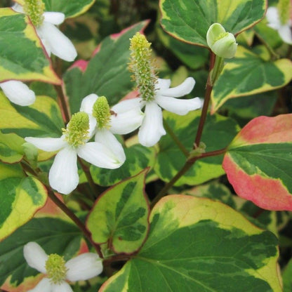 Anglo Aquatics Anglo Aquatics Houttuynia Cordata 'Chameleon' 9cm