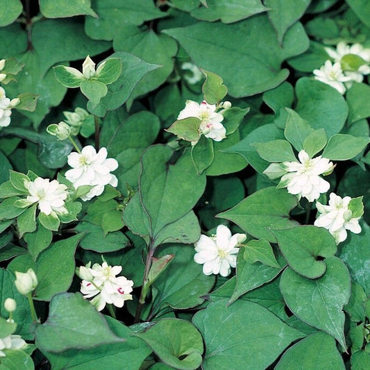 Anglo Aquatics Anglo Aquatics Houttuynia Cordata 'Plena' 1 Litre