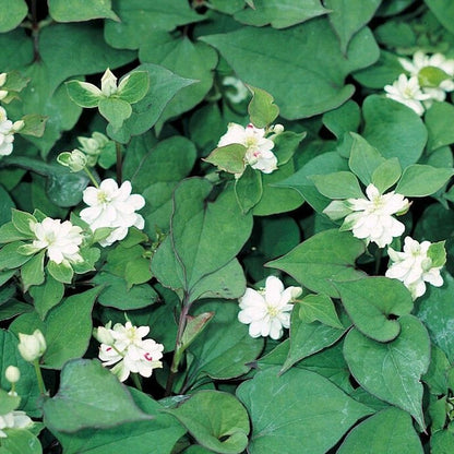 Anglo Aquatics Anglo Aquatics Houttuynia Cordata 'Plena' 1 Litre 3 Pack