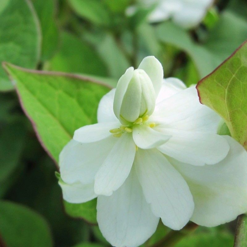 Anglo Aquatics Anglo Aquatics Houttuynia Cordata 'Plena' 3 Litre