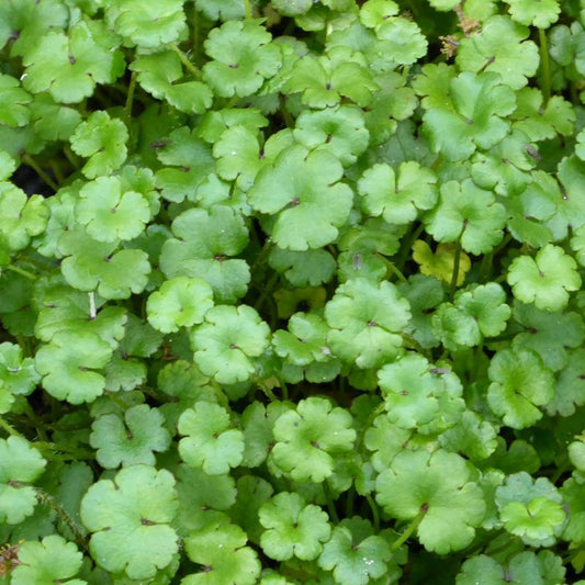 Anglo Aquatics Anglo Aquatics Hydrocotyle Nova Zealand 9cm