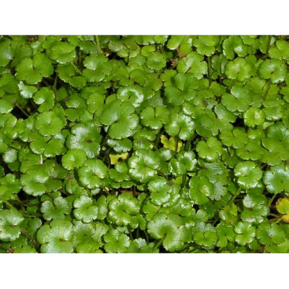 Anglo Aquatics Anglo Aquatics Hydrocotyle Nova Zealand 9cm