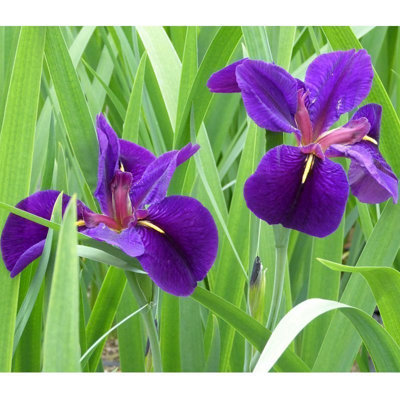 Anglo Aquatics Anglo Aquatics Iris Louisiana 'Black Gamecock' 1 Litre 3 Pack