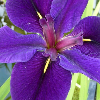 Anglo Aquatics Anglo Aquatics Iris Louisiana 'Black Gamecock' 3 Litre