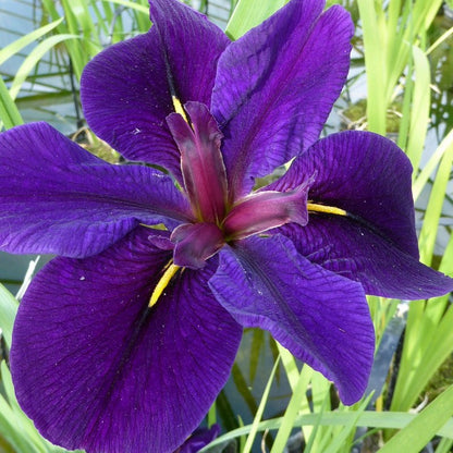 Anglo Aquatics Anglo Aquatics Iris Louisiana 'Black Gamecock' 3 Litre