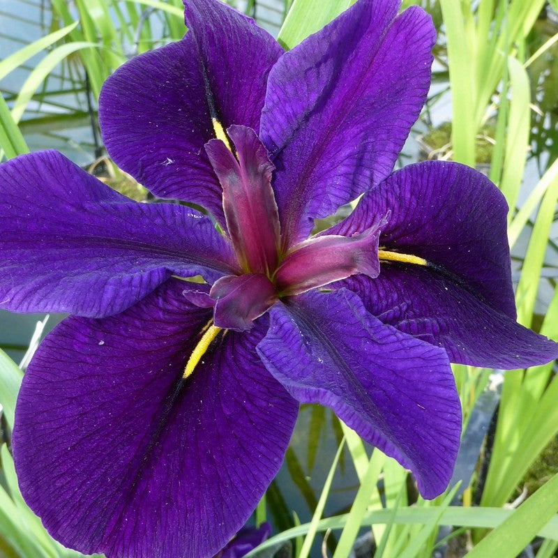 Anglo Aquatics Anglo Aquatics Iris Louisiana 'Black Gamecock' 5 Litre