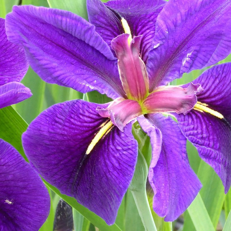 Anglo Aquatics Anglo Aquatics Iris Louisiana 'Black Gamecock' 3 Litre