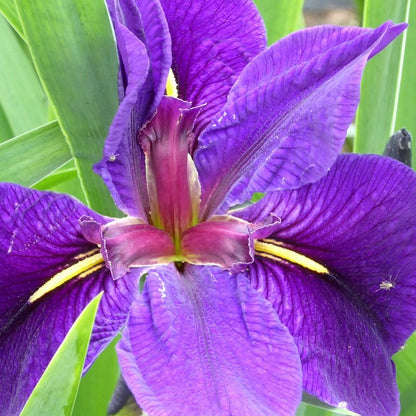 Anglo Aquatics Anglo Aquatics Iris Louisiana 'Black Gamecock' 3 Litre