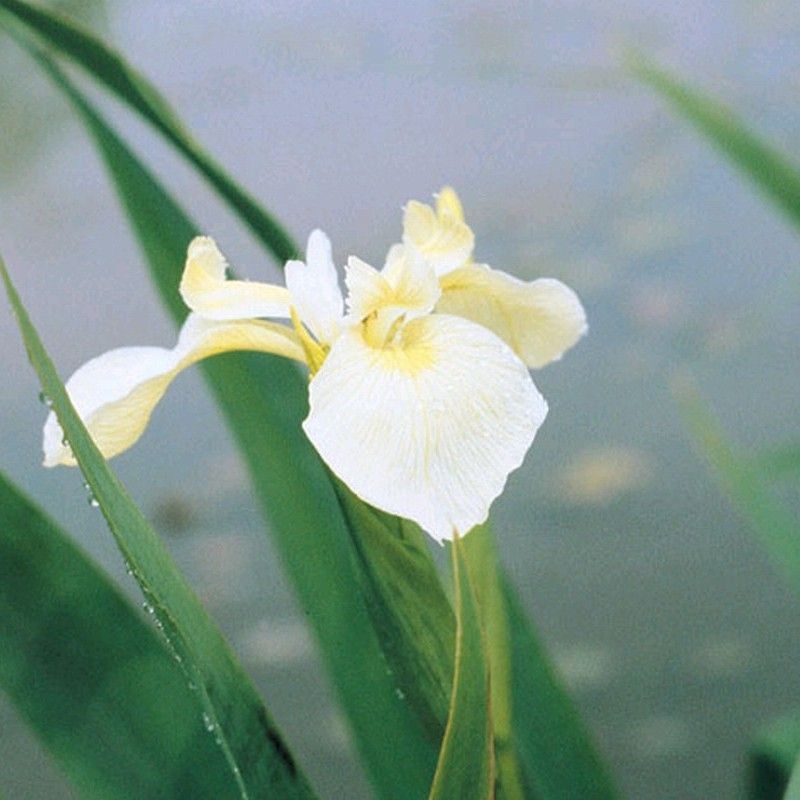 Anglo Aquatics Anglo Aquatics Iris Pseudacorus Bastardii 9cm 3 Pack