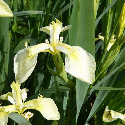 Anglo Aquatics Anglo Aquatics Iris Pseudacorus Bastardii 9cm