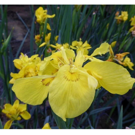 Anglo Aquatics Anglo Aquatics Iris Pseudacorus 'Flore Pleno' 3 Litre