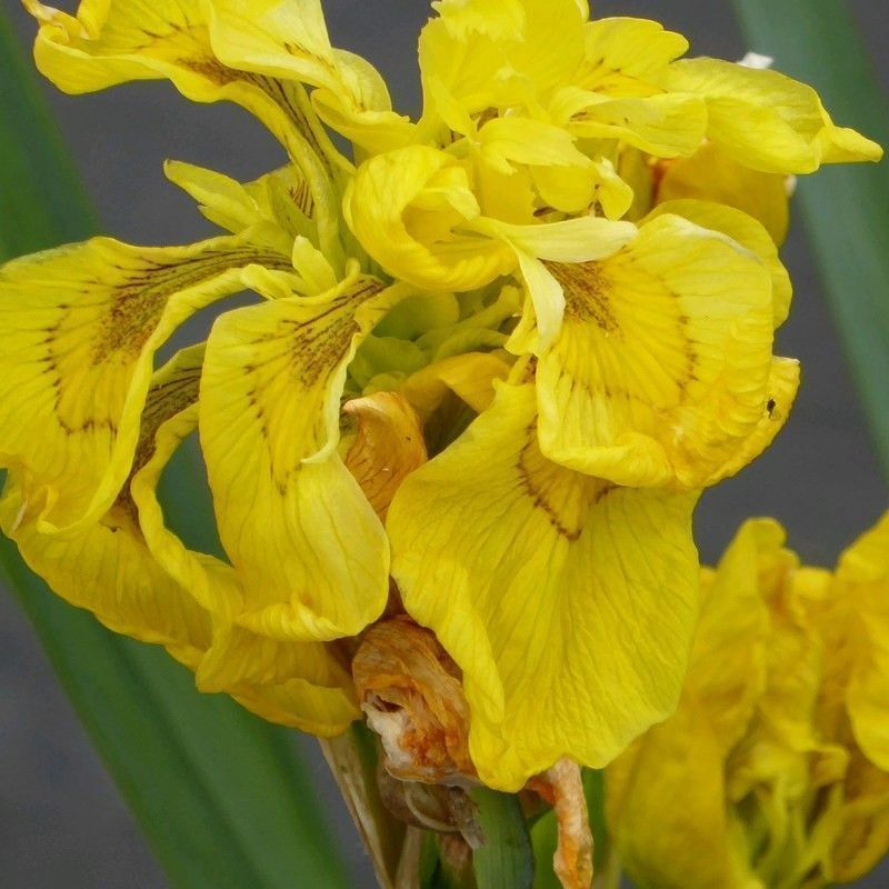 Anglo Aquatics Anglo Aquatics Iris Pseudacorus 'Flore Pleno' 3 Litre