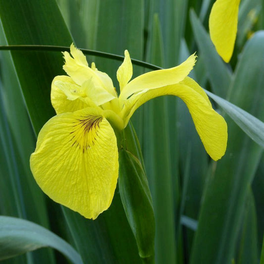 Anglo Aquatics Anglo Aquatics Iris Pseudacorus 9cm