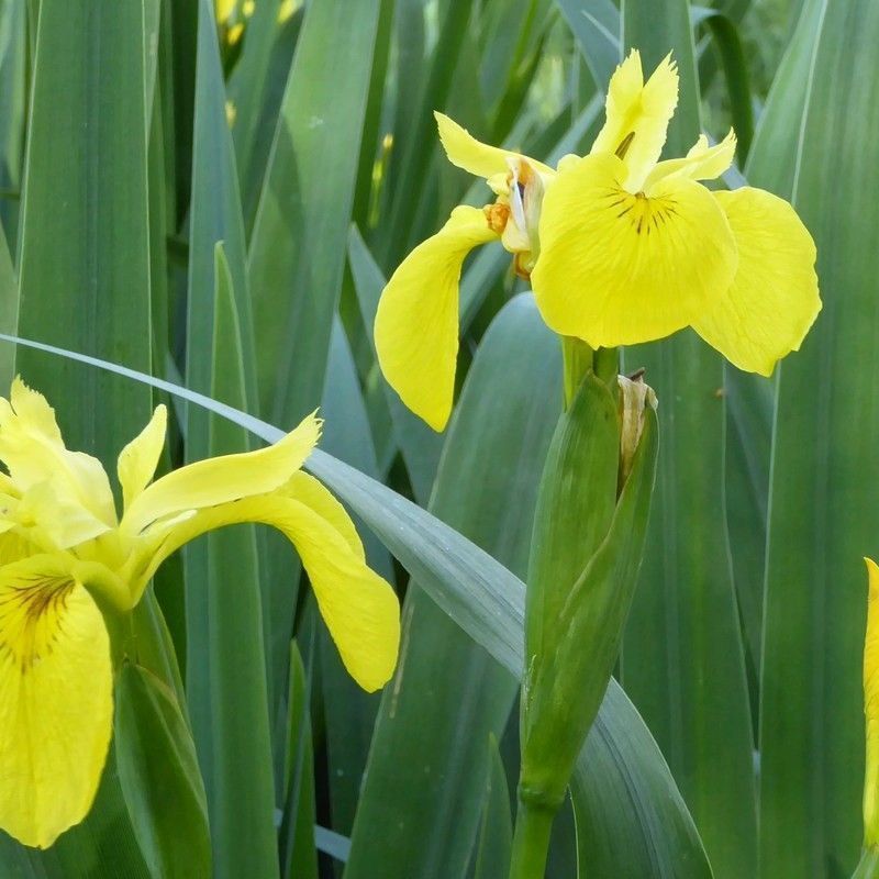 Anglo Aquatics Anglo Aquatics Iris Pseudacorus 9cm