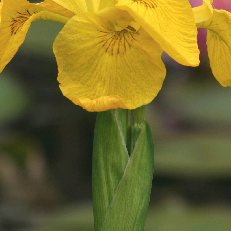 Anglo Aquatics Anglo Aquatics Iris Pseudacorus 1 Litre 3 Pack