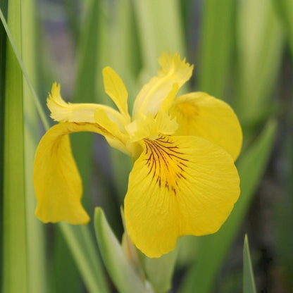 Anglo Aquatics Anglo Aquatics Iris Pseudacorus 'Variegata' 3 Litre