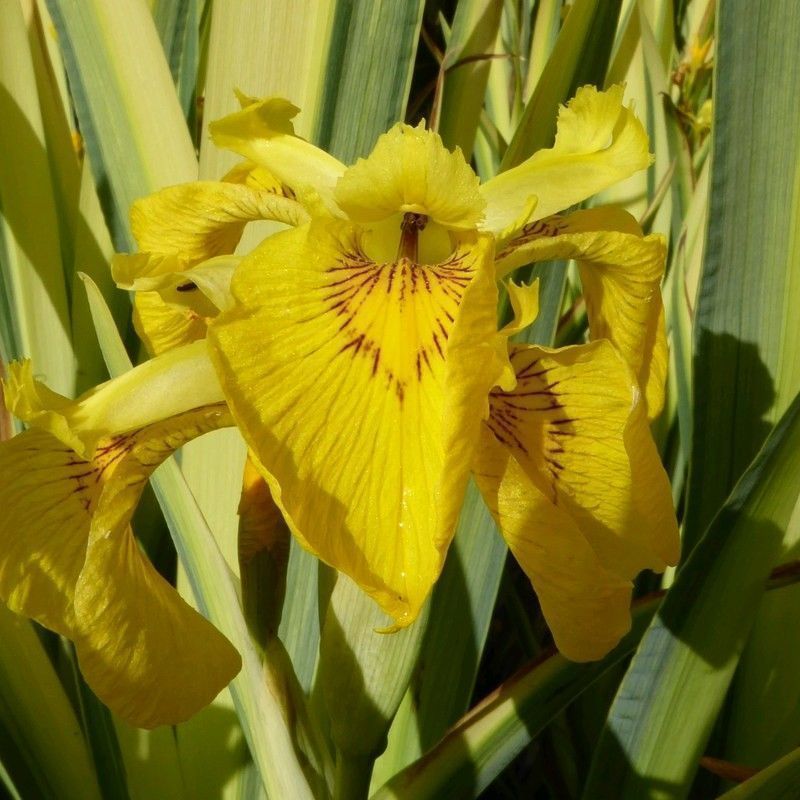 Anglo Aquatics Anglo Aquatics Iris Pseudacorus 'Variegata' 3 Litre