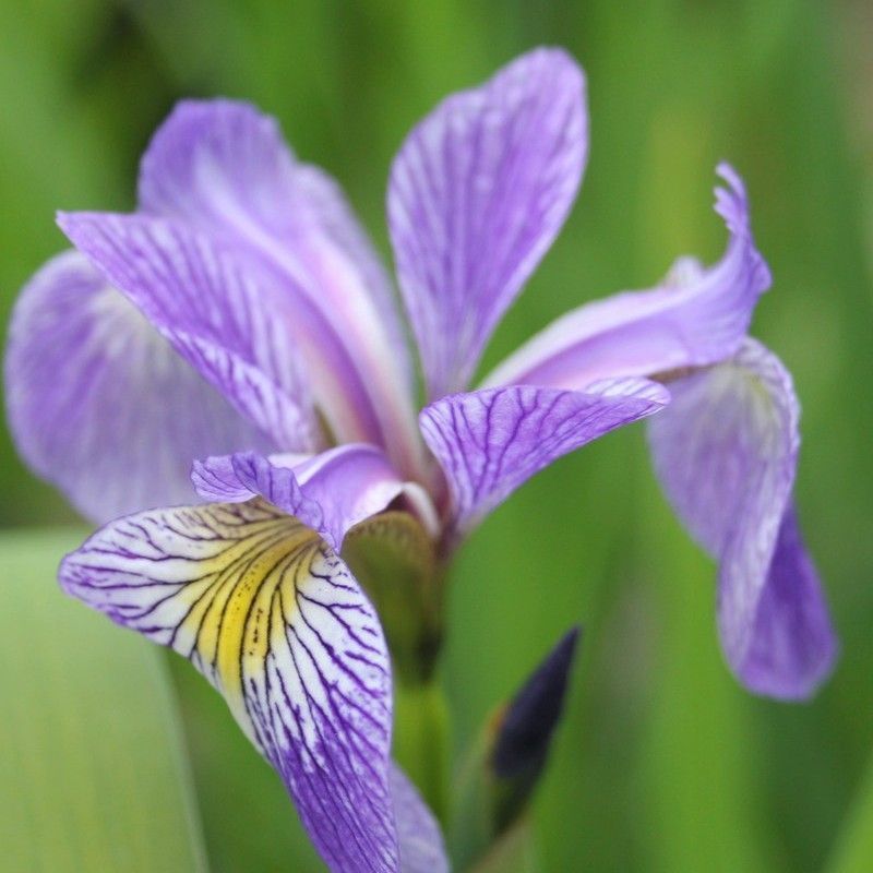 Anglo Aquatics Anglo Aquatics Iris Sibirica 9cm 3 Pack